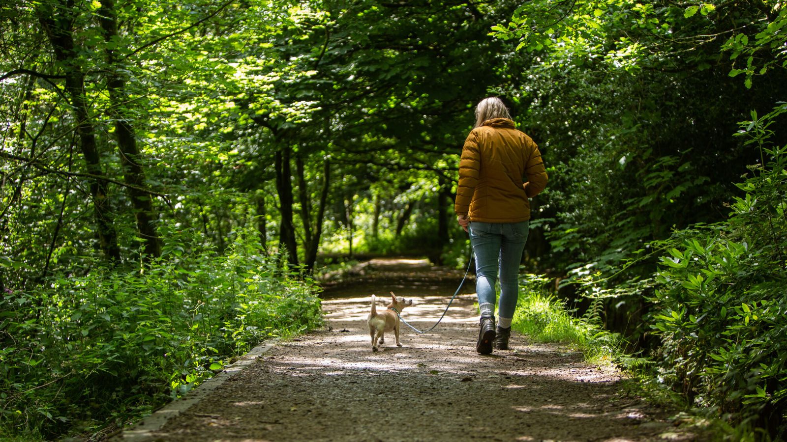 Dog forest walks near sales me